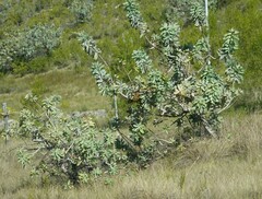 Protea nitida
