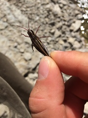 Stethophyma lineatum