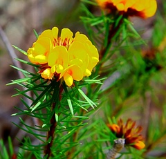 Pultenaea stipularis