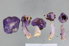 Cortinarius violaceocystidiatus