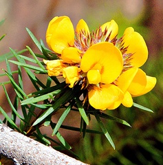 Pultenaea stipularis