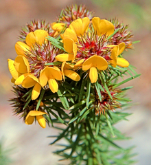 Pultenaea stipularis