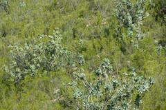 Protea nitida