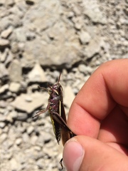 Stethophyma lineatum