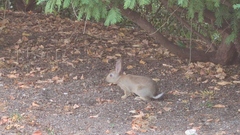 Oryctolagus cuniculus
