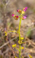 Drosera neesii