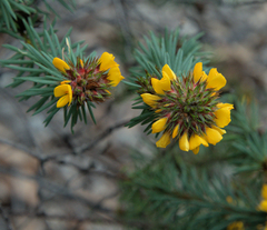 Pultenaea stipularis