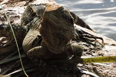 Intellagama lesueurii