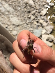 Stethophyma lineatum