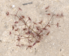 Drosera humilis