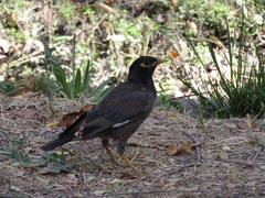 Acridotheres tristis