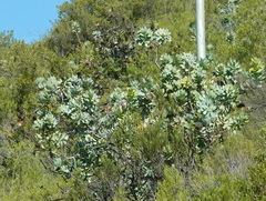 Protea nitida