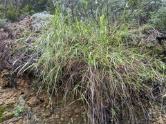 Anthoxanthum rariflorum