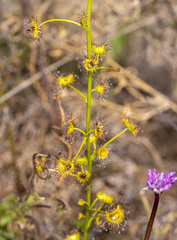 Drosera neesii