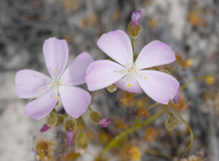Drosera neesii