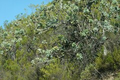 Protea nitida