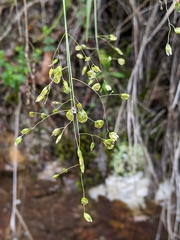 Anthoxanthum rariflorum