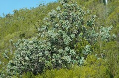 Protea nitida