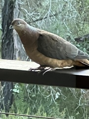 Macropygia phasianella