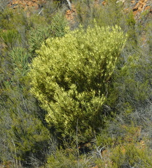 Leucadendron salignum