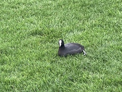 Fulica atra australis