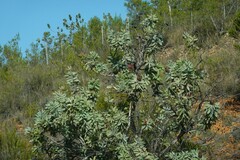 Protea nitida