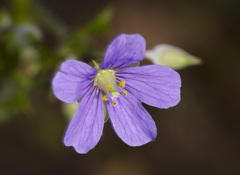 Erodium cygnorum