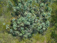 Protea nitida