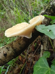 Polyporus tuberaster