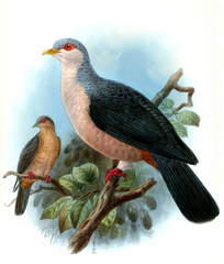 Buru Mountain-Pigeon photo 2