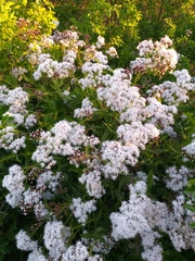 Aristeguietia salvia