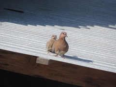 Streptopelia senegalensis