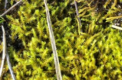 Triquetrella papillata