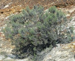 Dicerothamnus rhinocerotis