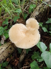 Polyporus tuberaster