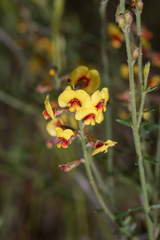 Gastrolobium musaceum