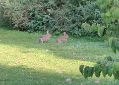 Oryctolagus cuniculus