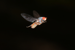 Brachyopa insensilis