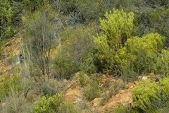 Leucadendron salignum