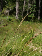 Carex paniculata