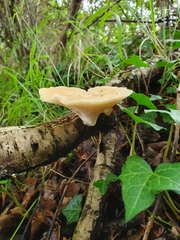 Polyporus tuberaster