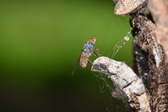 Brachyopa insensilis