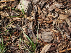 Lumbricus terrestris