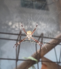 Argiope