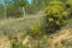 Leucadendron salignum