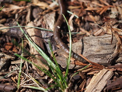 Lumbricus terrestris