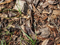 Lumbricus terrestris