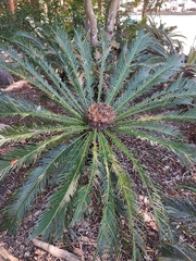 Cycas revoluta