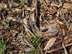 Lumbricus terrestris