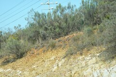 Dicerothamnus rhinocerotis